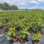 Figovník obyčajný (Ficus carica) ´BROWN TURKEY´ – výška 20–30 cm, kont. C2,6L – BONSAJ (deco misa)